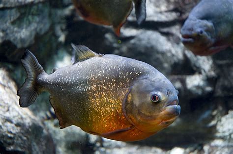 piranha wikipedia.